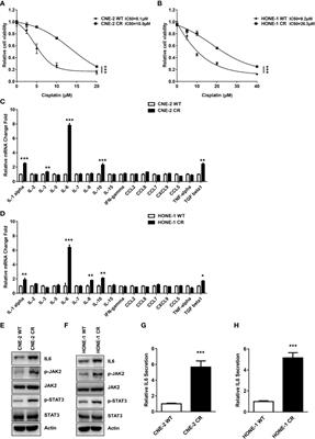 lncRNA MIAT/HMGB1 Axis Is Involved in Cisplatin Resistance via Regulating IL6-Mediated Activation of the JAK2/STAT3 Pathway in Nasopharyngeal Carcinoma